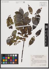 Foto von Salix L.